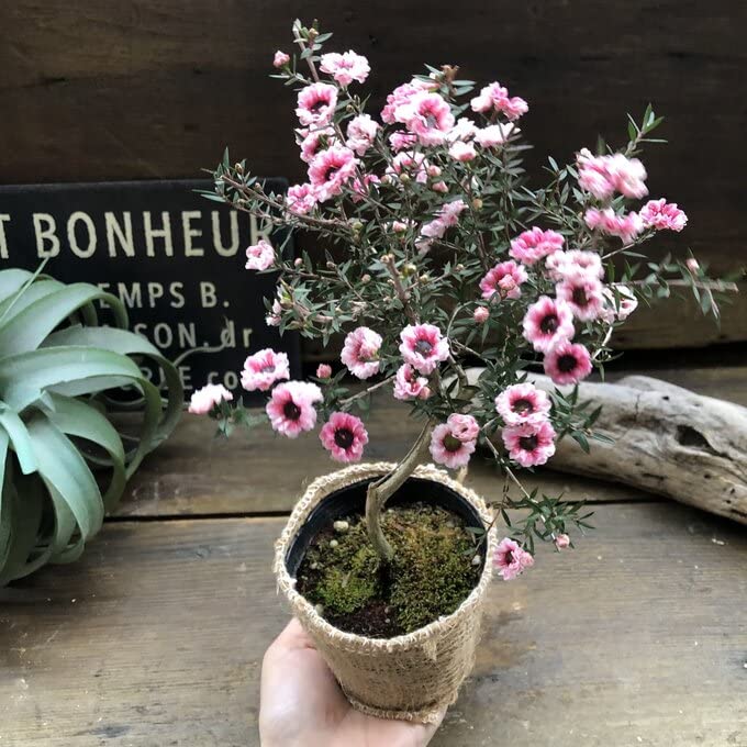 Amazon.co.jp: ギョリュウバイ ピンク 八重咲き 毎年咲きます : DIY